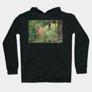 Innocence - White-tailed deer Hoodie